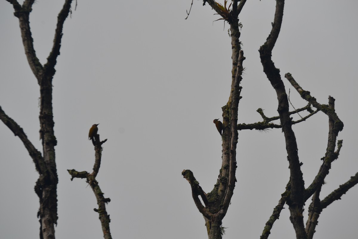 Golden-olive Woodpecker - ML620548633