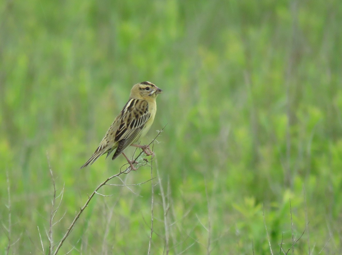 Bobolink - ML620548643