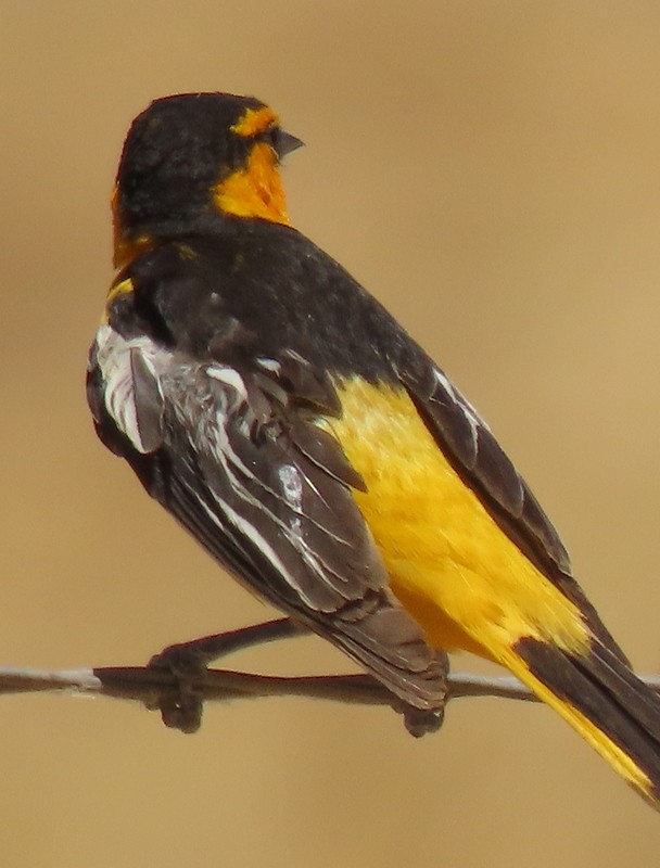 Bullock's Oriole - ML620548647