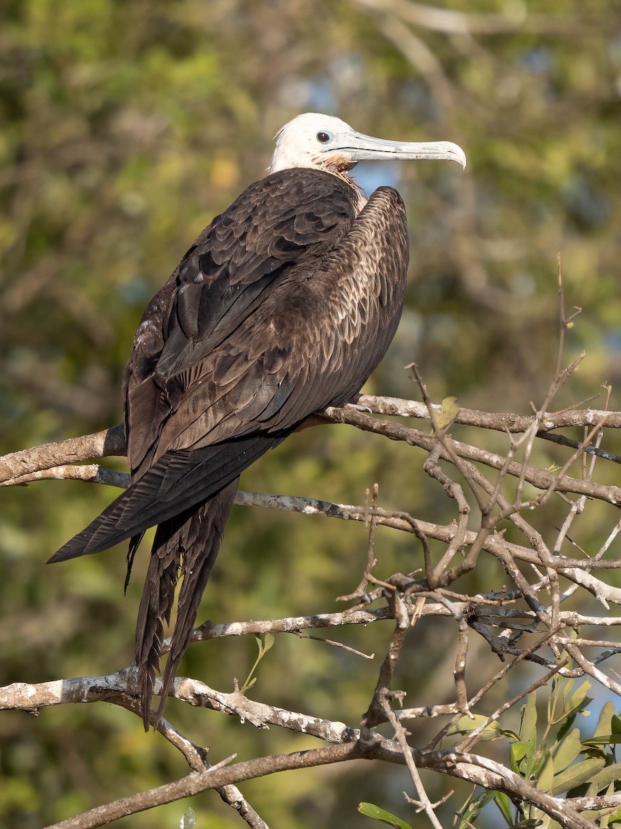 Magnificent Frigatebird - ML620548649