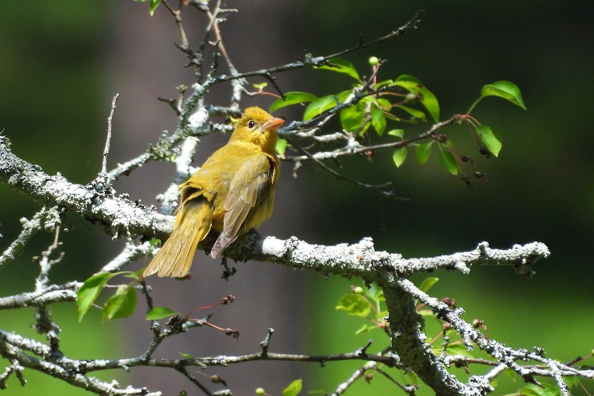 Summer Tanager - ML620548650