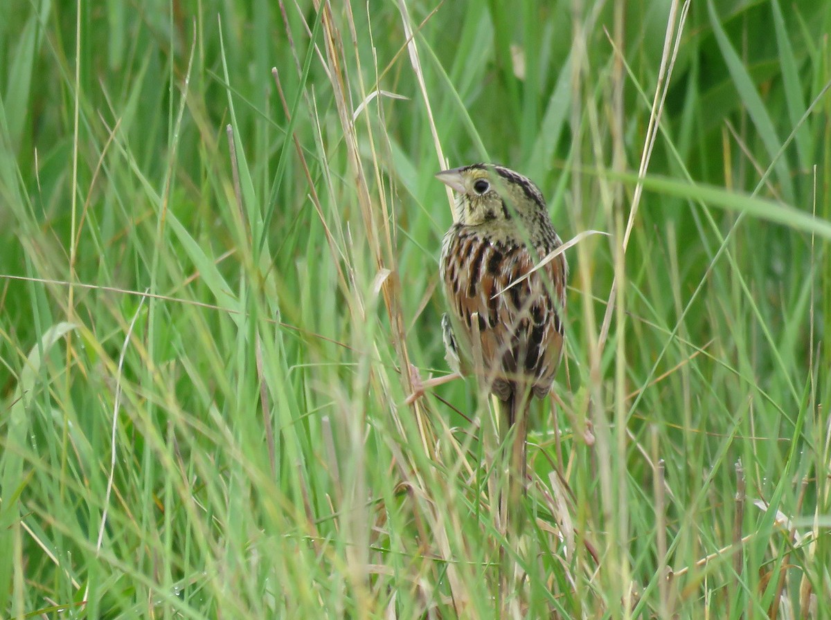 Henslow's Sparrow - ML620548652