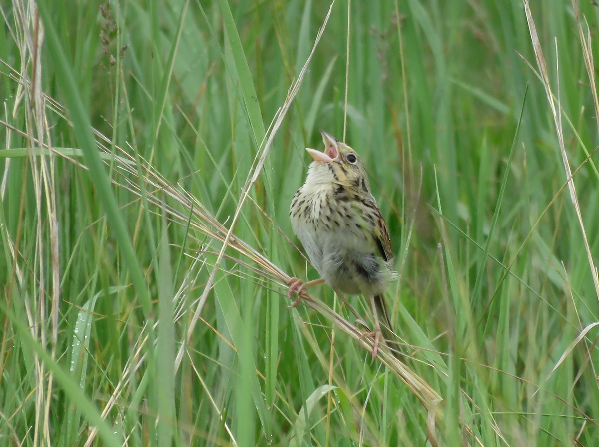 Henslow's Sparrow - ML620548653