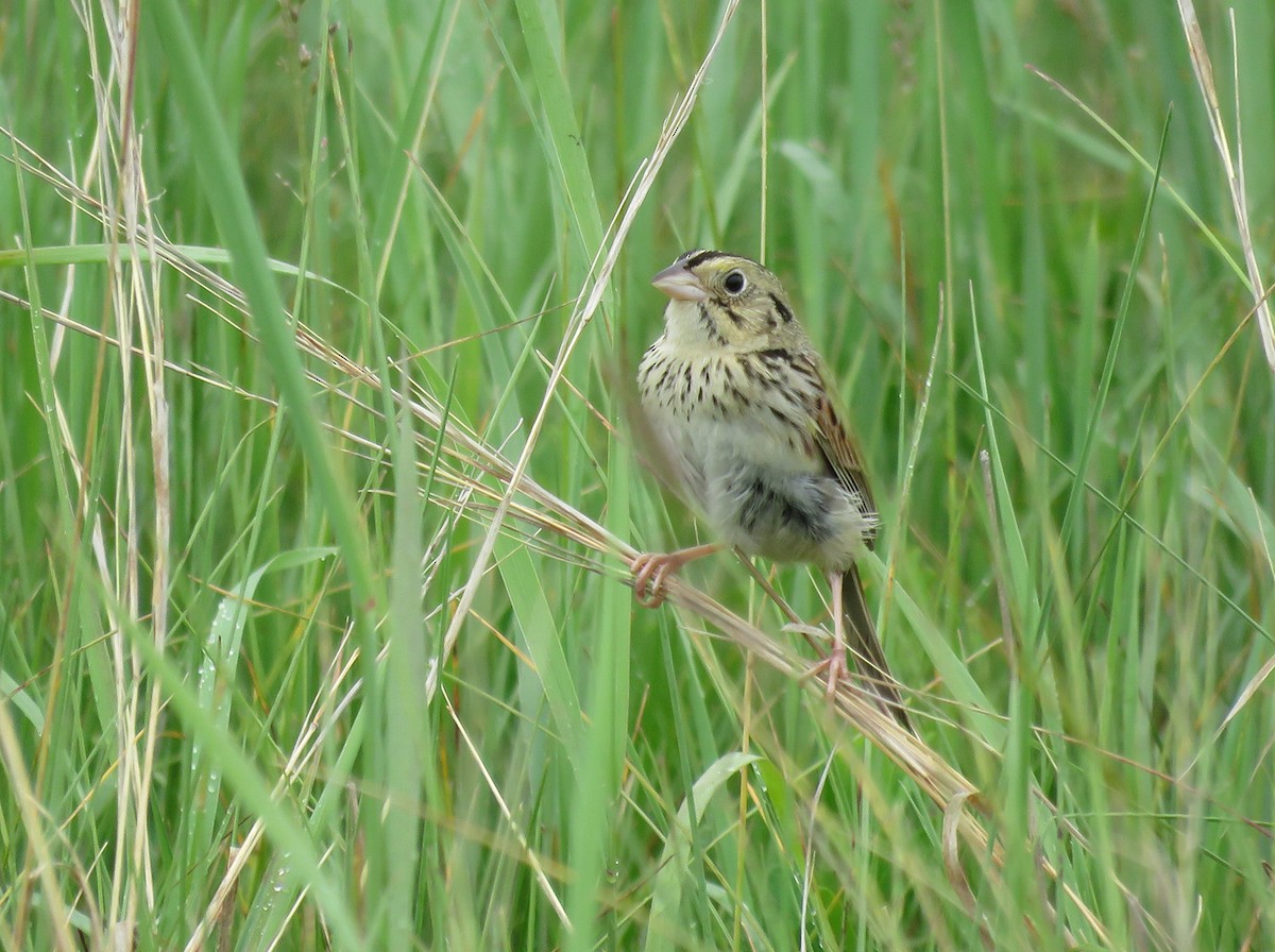 Henslow's Sparrow - ML620548654