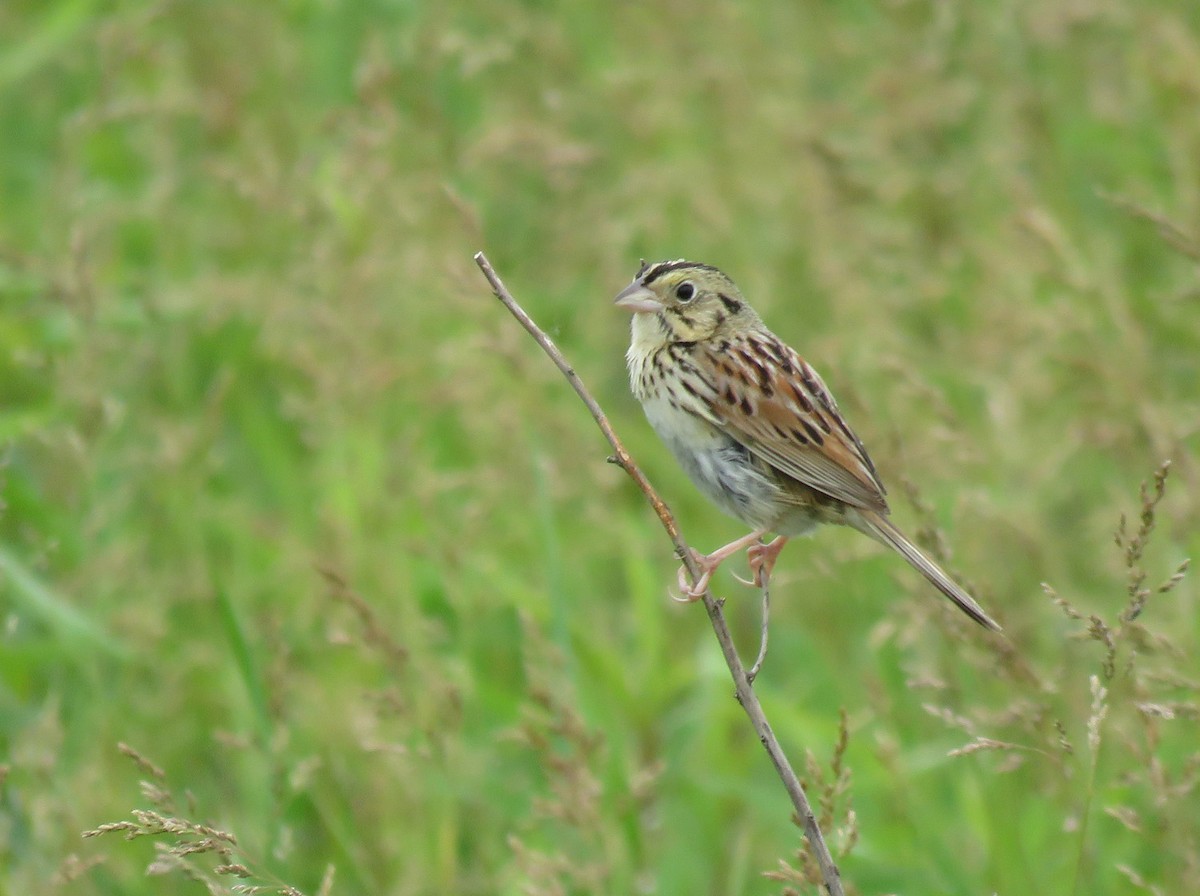 Henslow's Sparrow - ML620548655