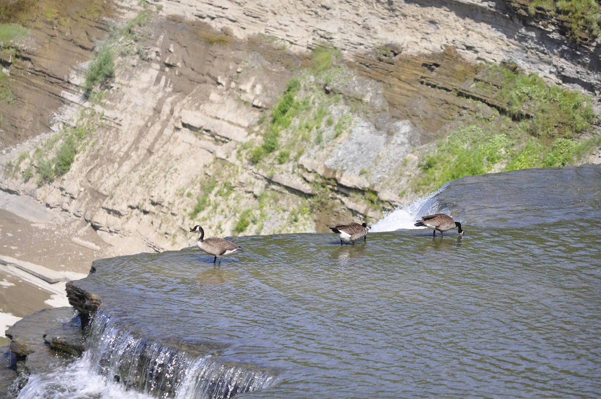 Branta kanadar handia - ML620548656