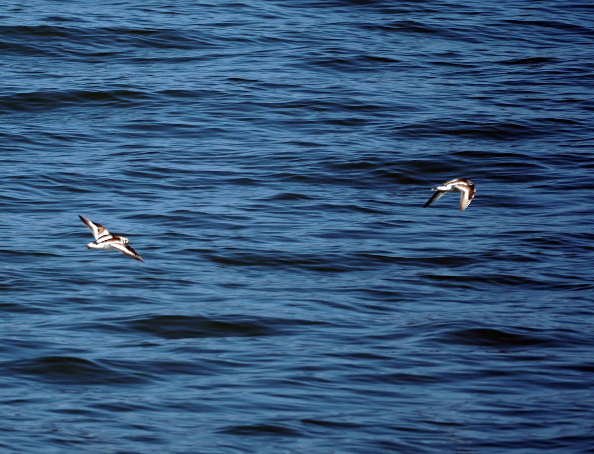 Ruddy Turnstone - ML620548657