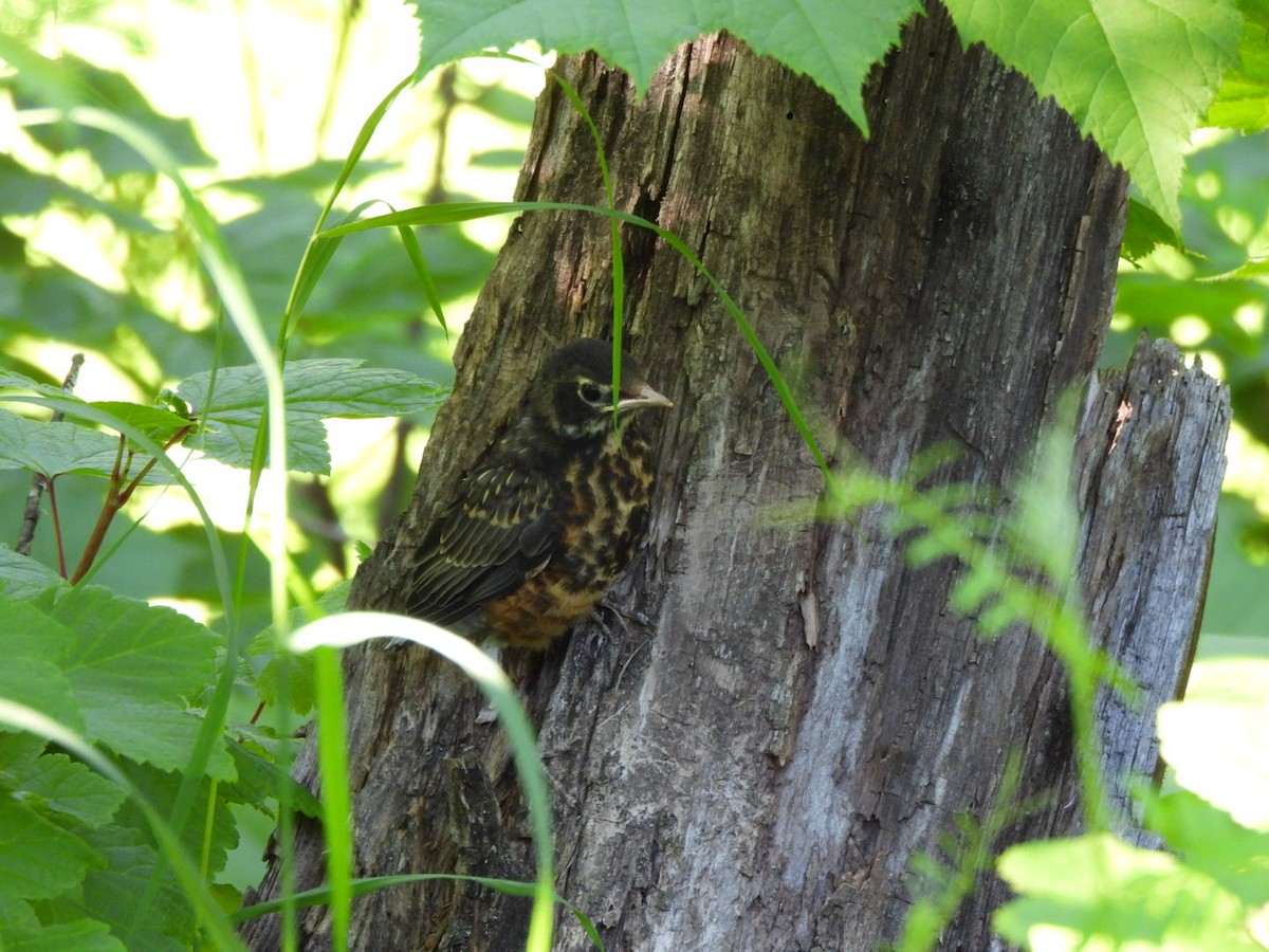 American Robin - ML620548658