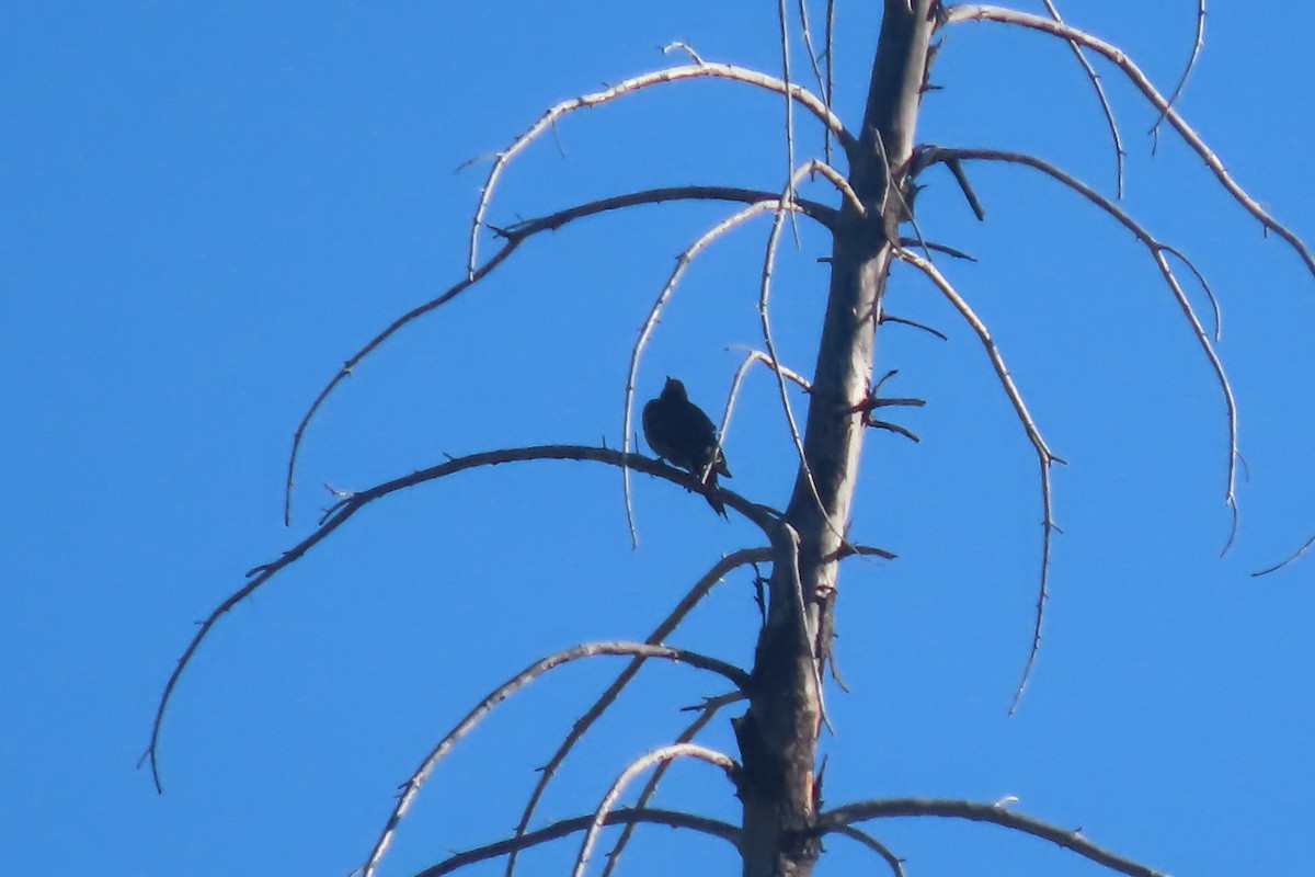 Lewis's Woodpecker - ML620548667