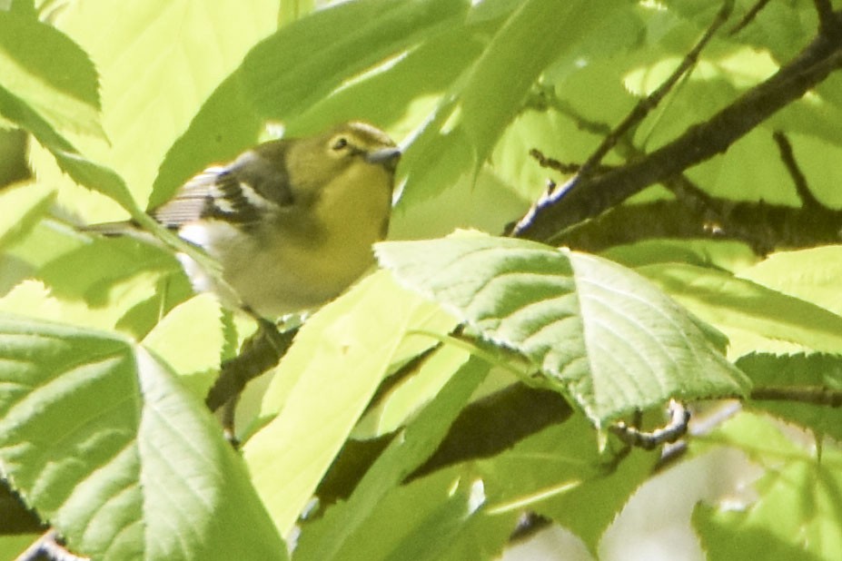 Yellow-throated Vireo - ML620548669