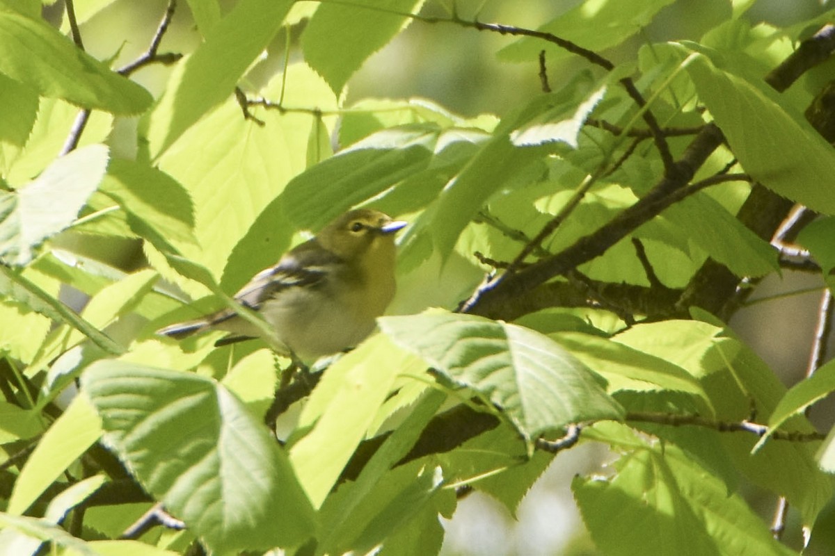 Yellow-throated Vireo - ML620548670