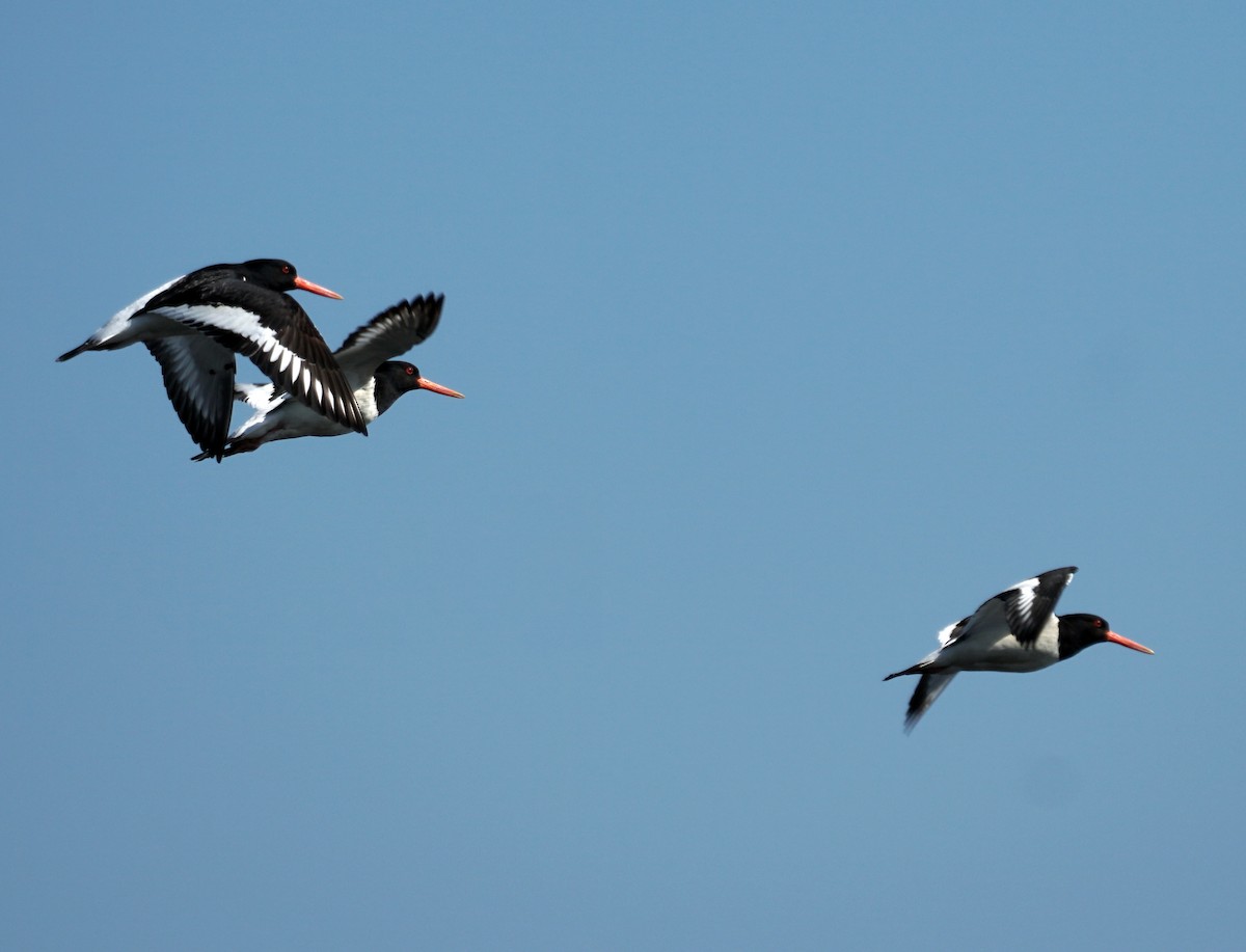 Eurasian Oystercatcher - ML620548671