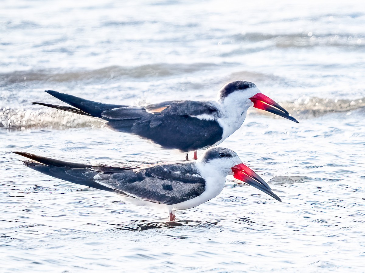 Black Skimmer - ML620548674