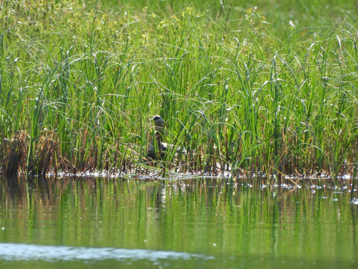 Red-necked Grebe - ML620548677