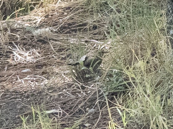 Bewick's Wren - ML620548682