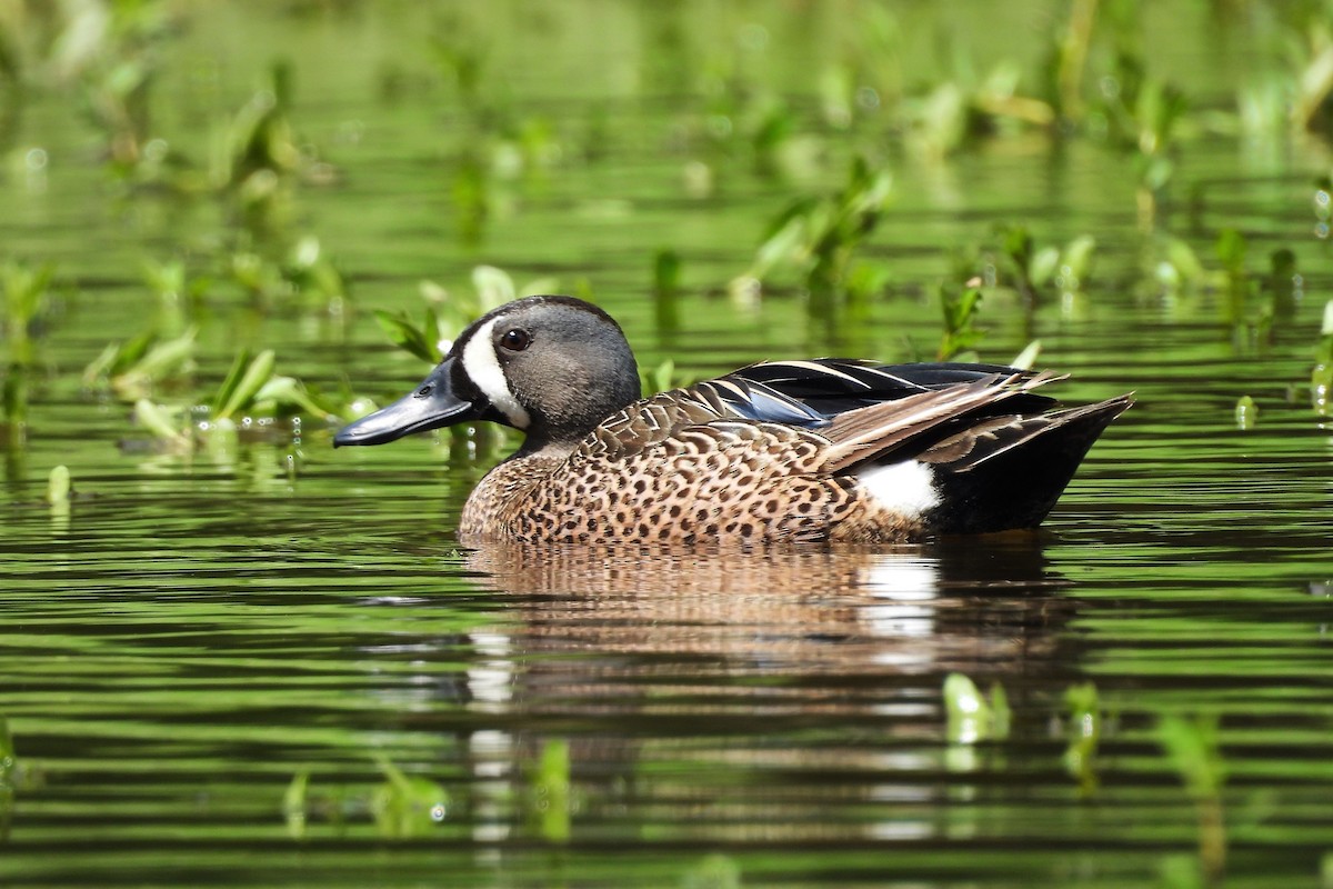 Blue-winged Teal - ML620548683