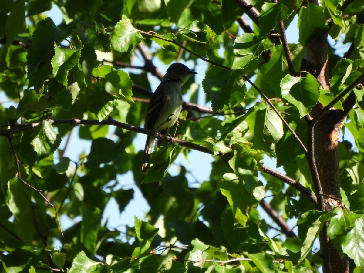 Alder Flycatcher - ML620548686