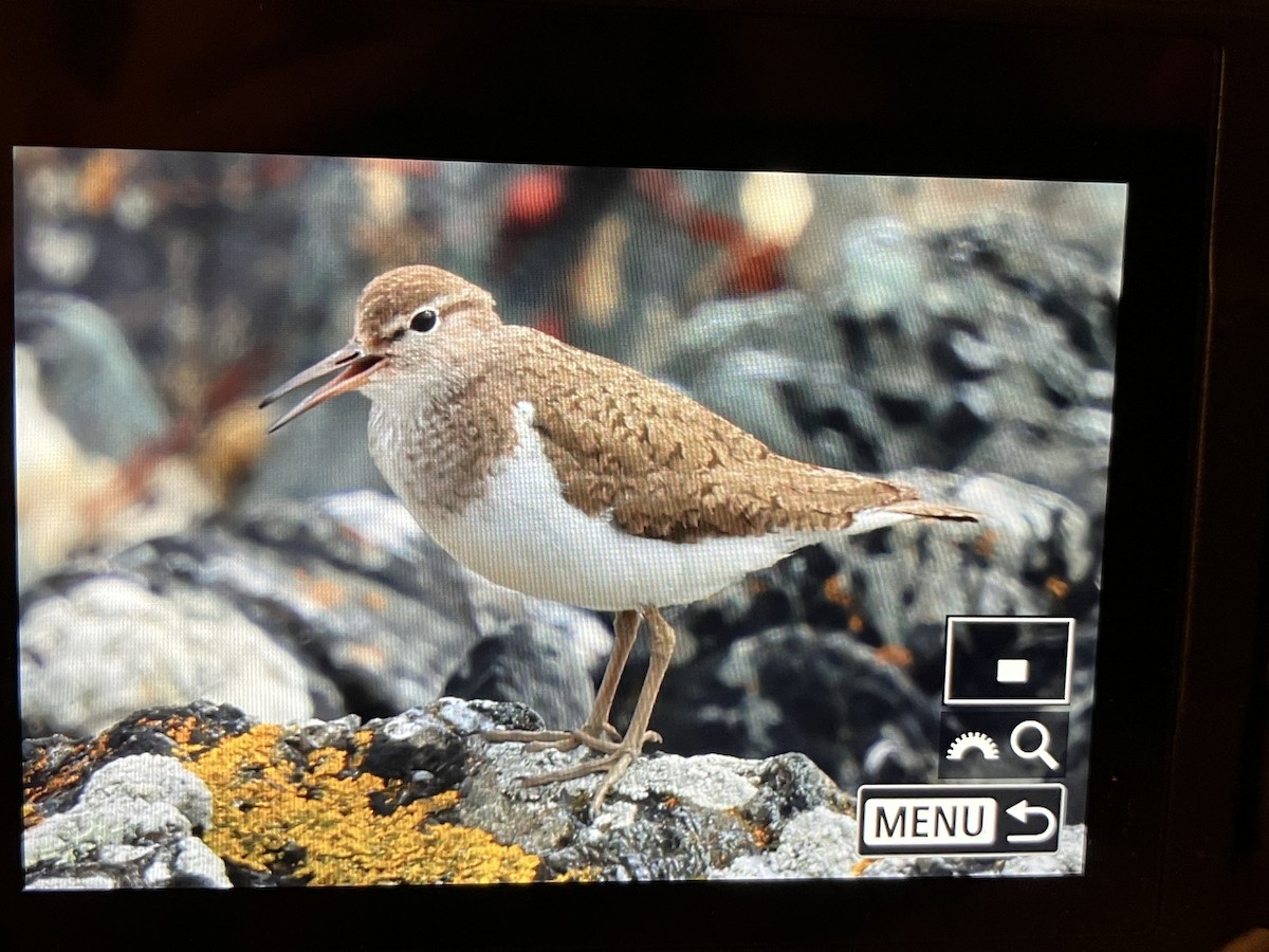 Common Sandpiper - ML620548692