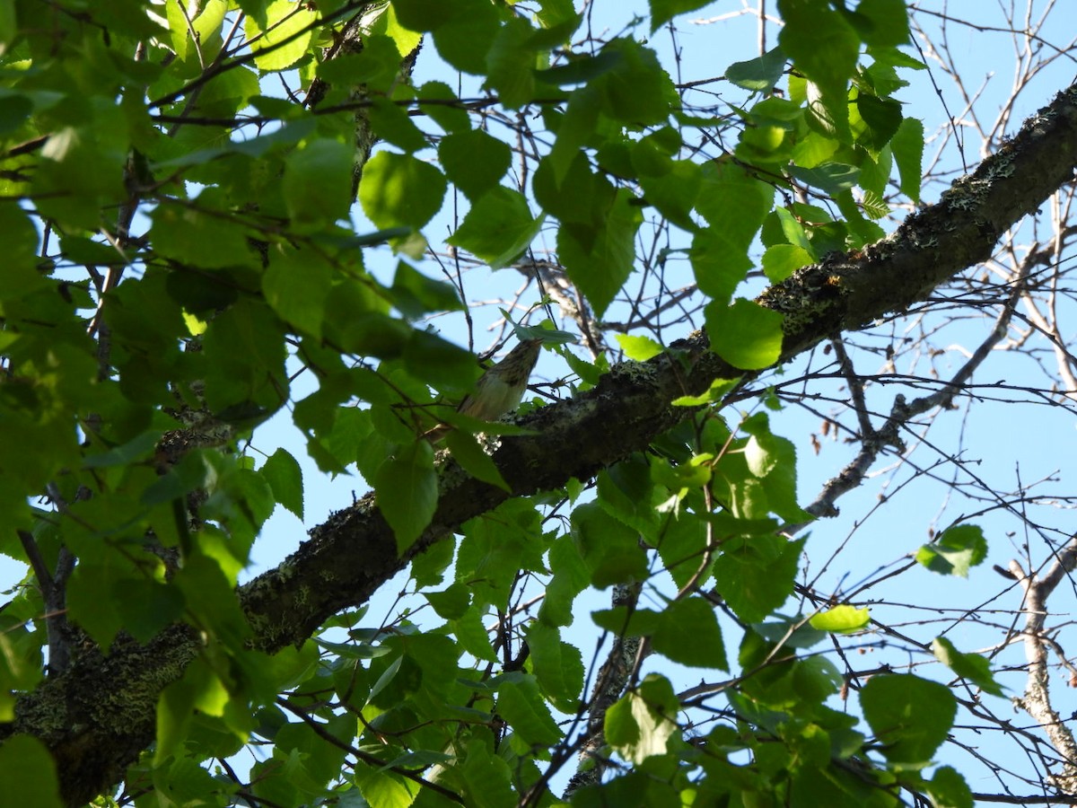 Lincoln's Sparrow - ML620548703