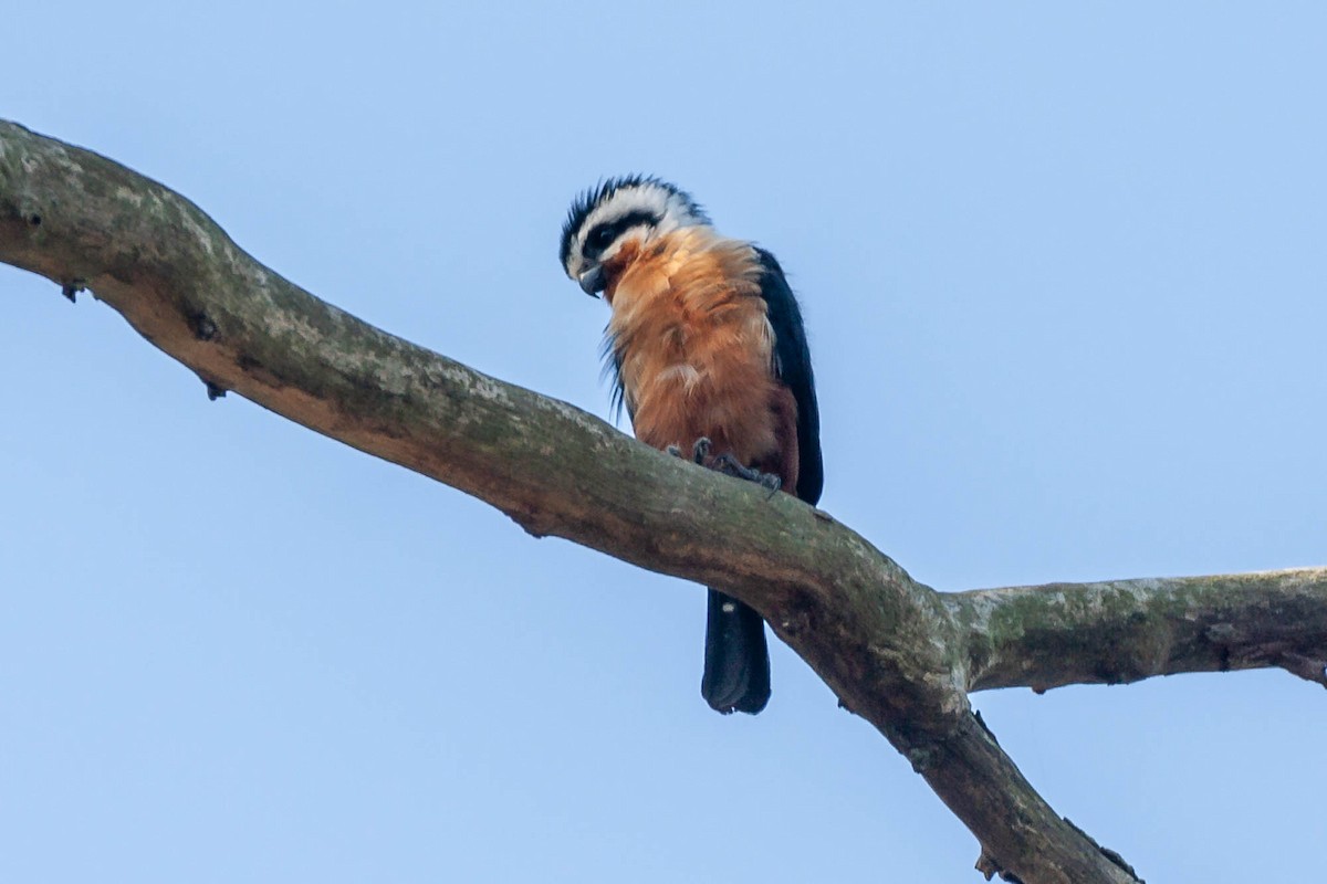 Collared Falconet - ML620548704