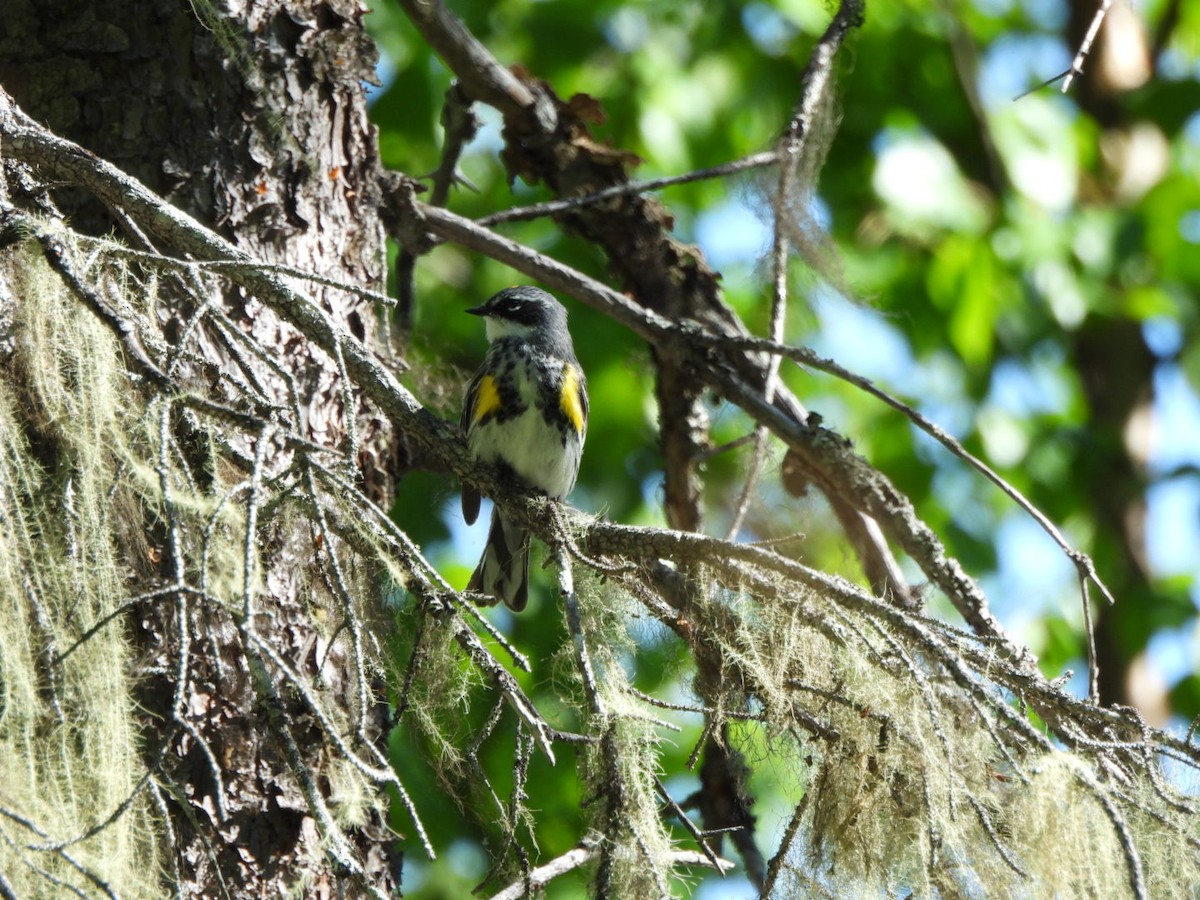 Yellow-rumped Warbler (Myrtle) - ML620548708