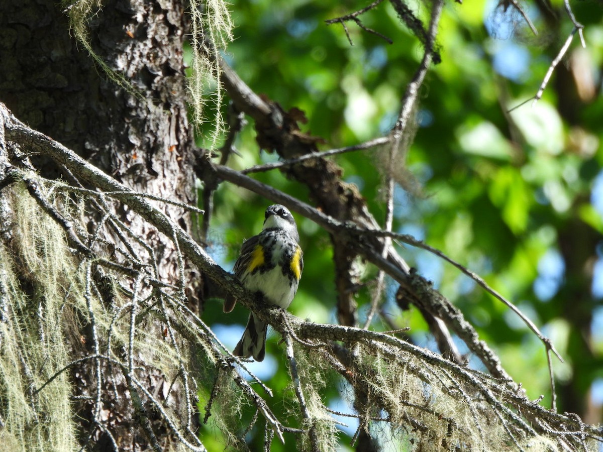 lesňáček žlutoskvrnný (ssp. coronata) - ML620548709