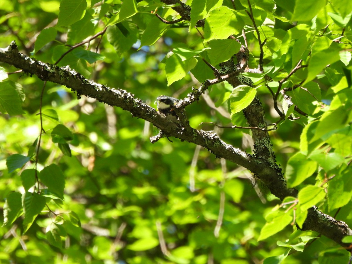 lesňáček žlutoskvrnný (ssp. coronata) - ML620548710