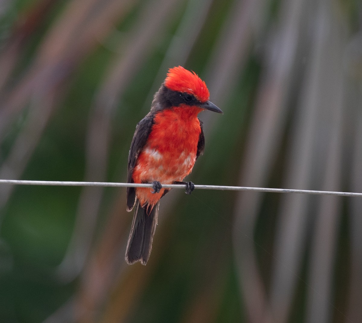 Vermilion Flycatcher - ML620548711