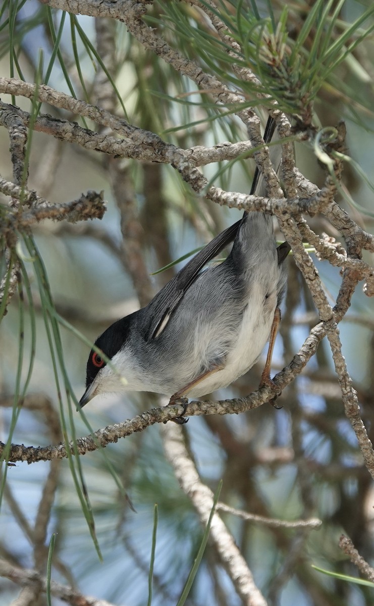 Sardinian Warbler - ML620548714