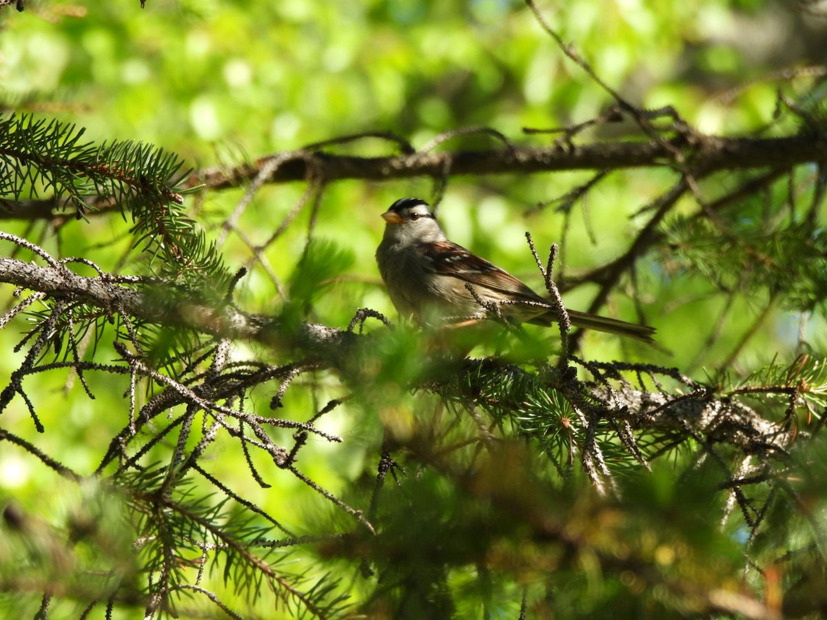 White-crowned Sparrow (Gambel's) - ML620548720