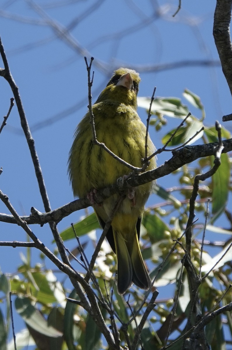 European Greenfinch - ML620548723