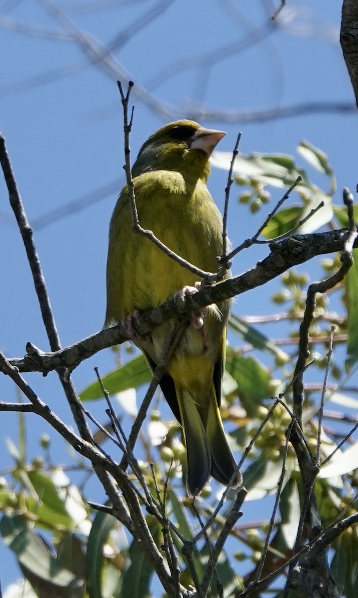 European Greenfinch - ML620548724