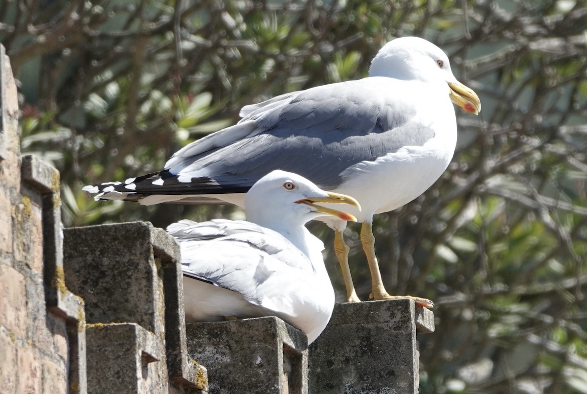 Gaviota Patiamarilla - ML620548727