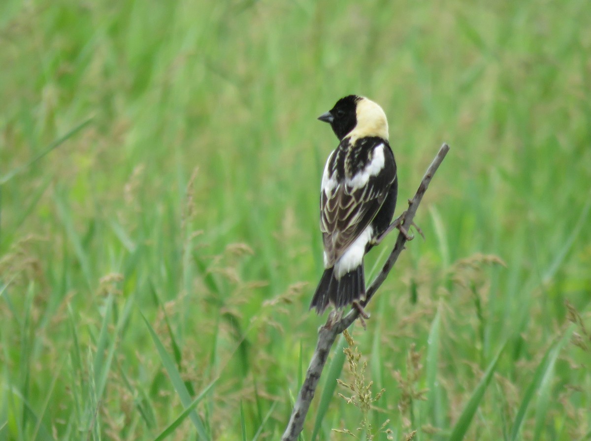 Bobolink - ML620548728