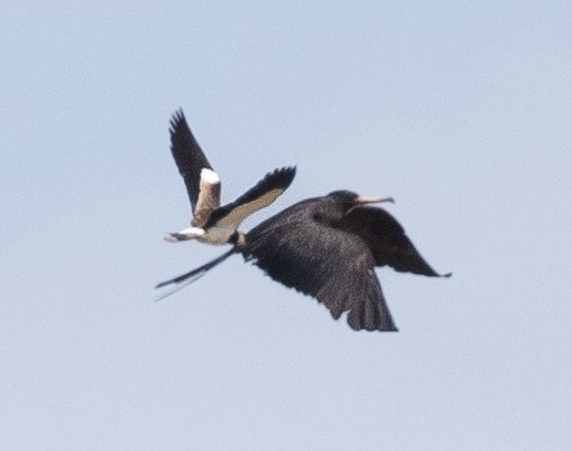 Southern Lapwing - David Ascanio