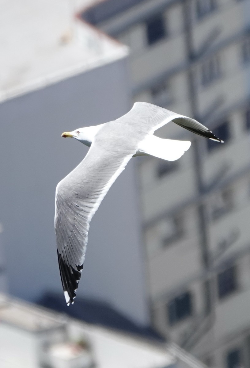 Gaviota Patiamarilla - ML620548735