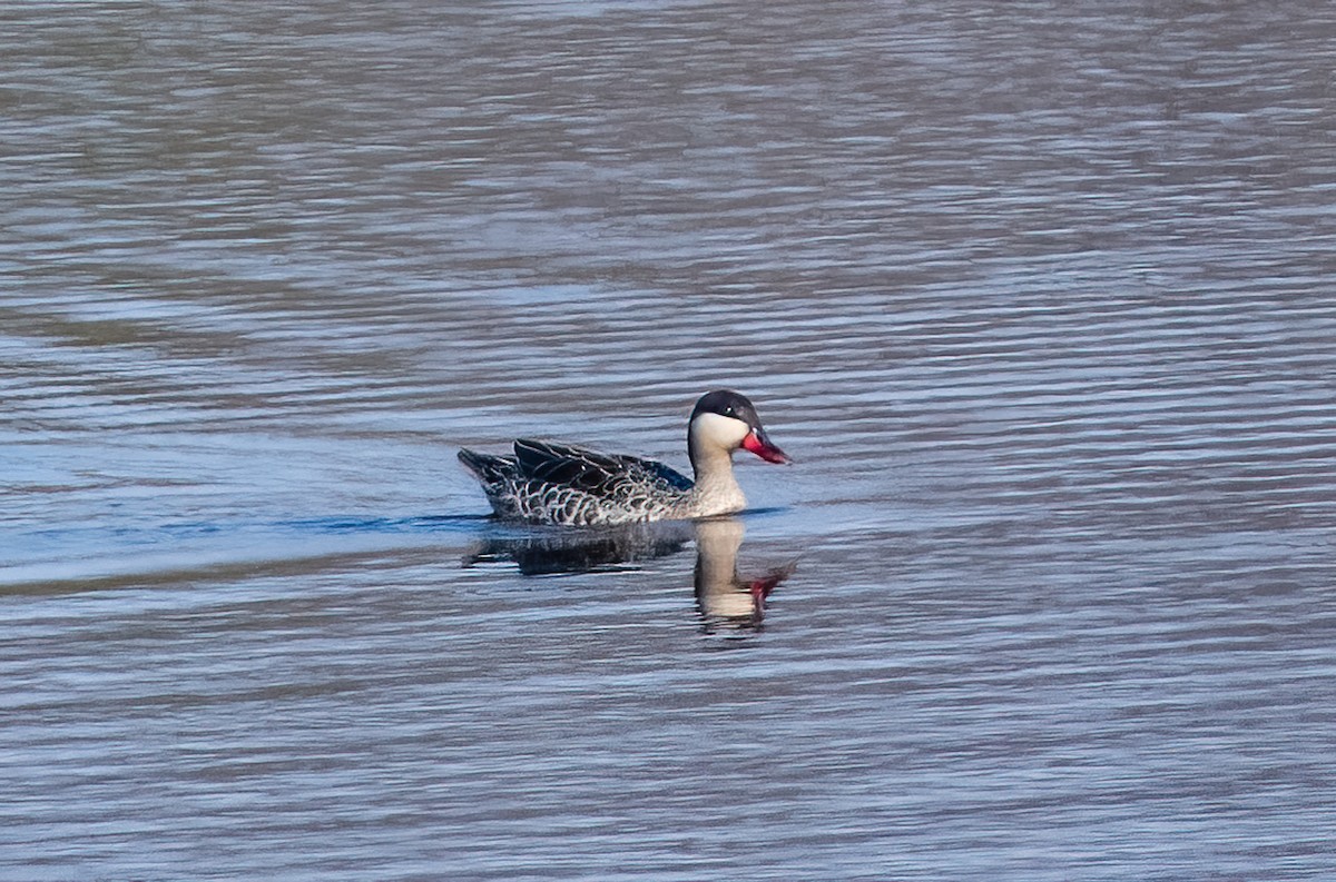 Canard à bec rouge - ML620548739