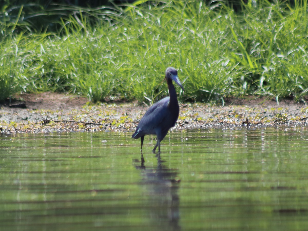 Little Blue Heron - ML620548749