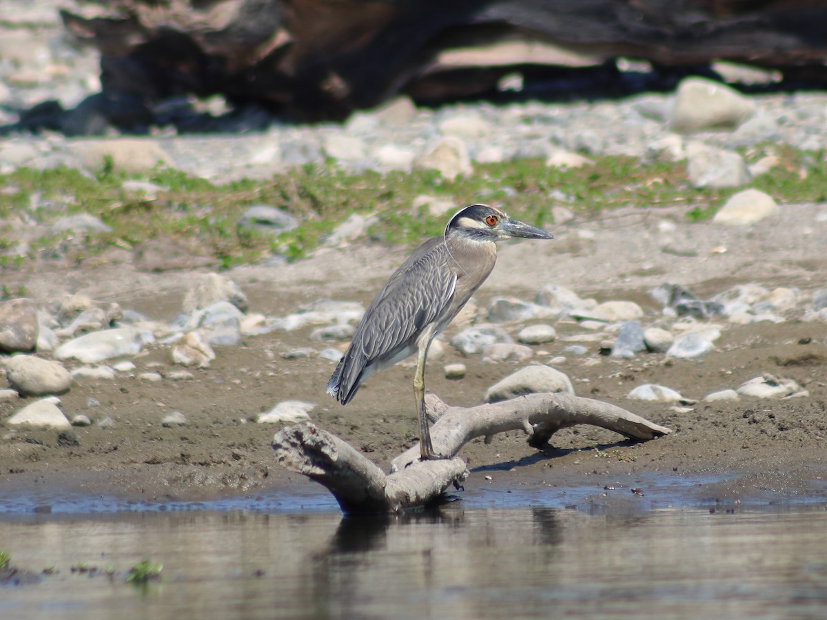 Yellow-crowned Night Heron - ML620548757