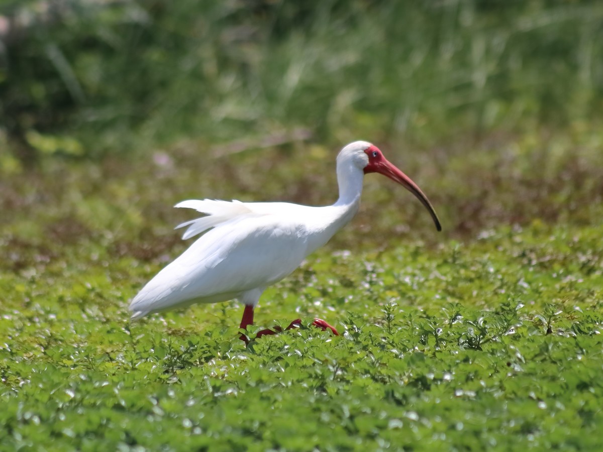 ibis bílý - ML620548760