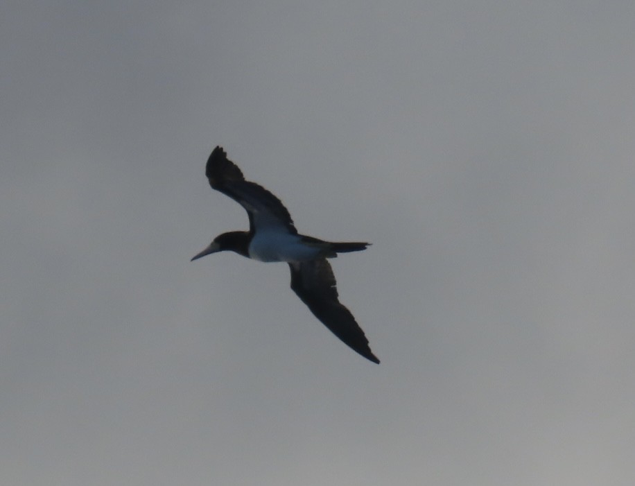 Brown Booby - ML620548764