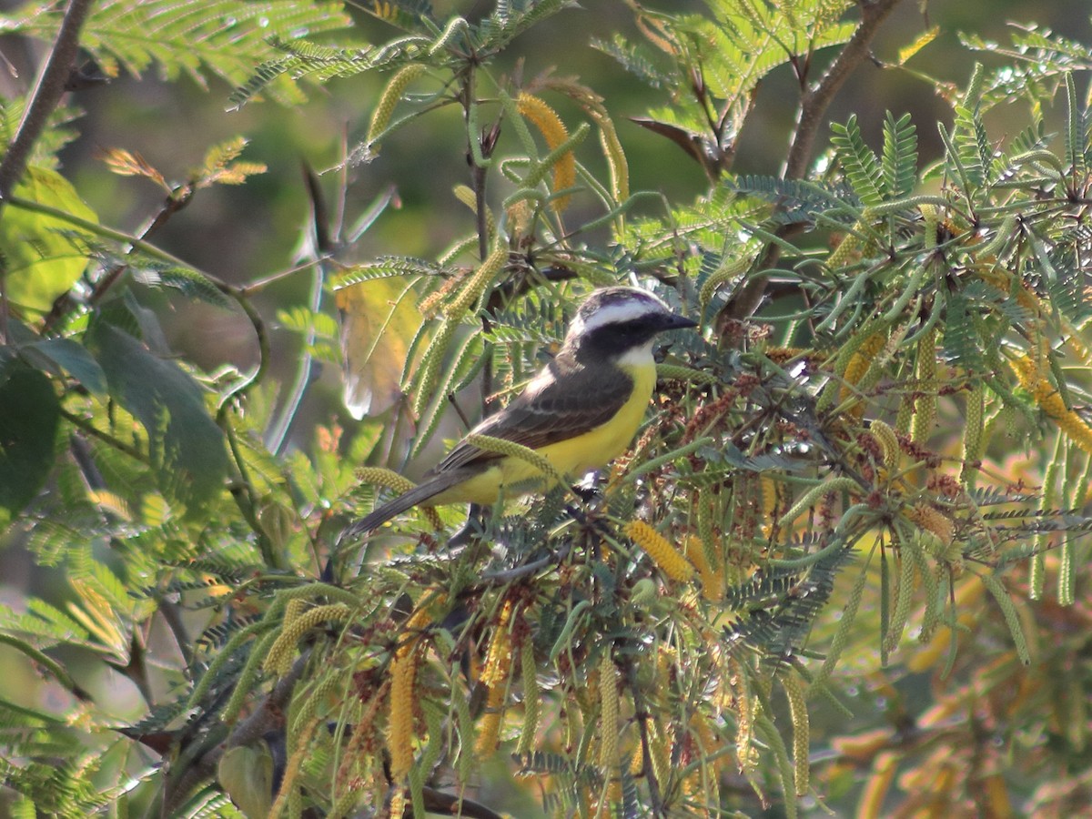 Great Kiskadee - ML620548768