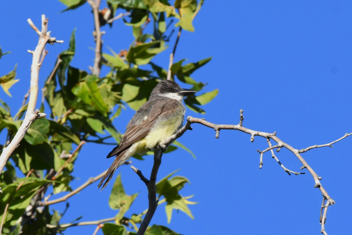 Dickschnabel-Königstyrann - ML620548782