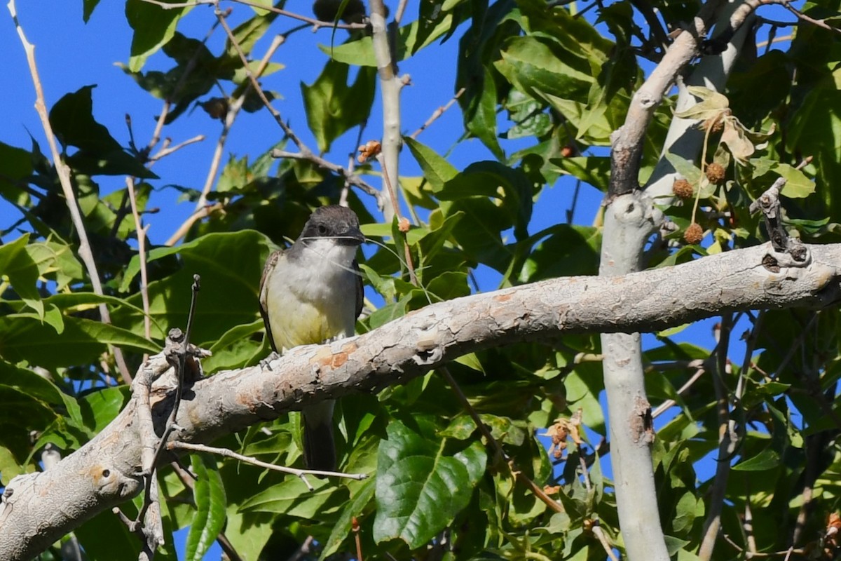 Dickschnabel-Königstyrann - ML620548784