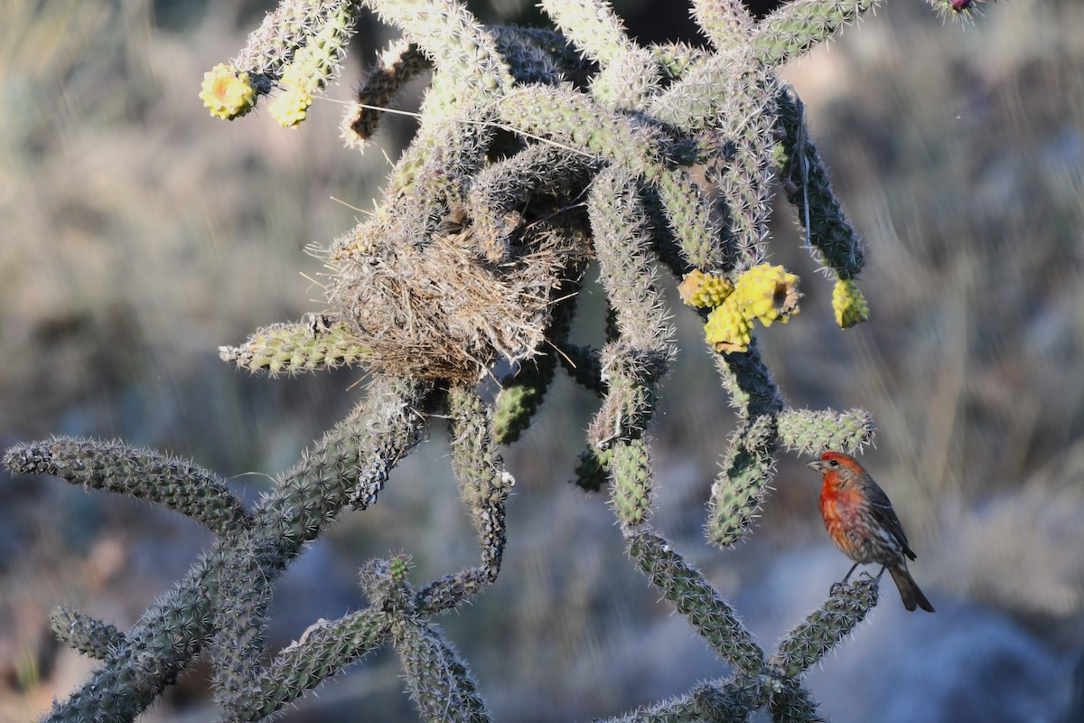 House Finch - ML620548787