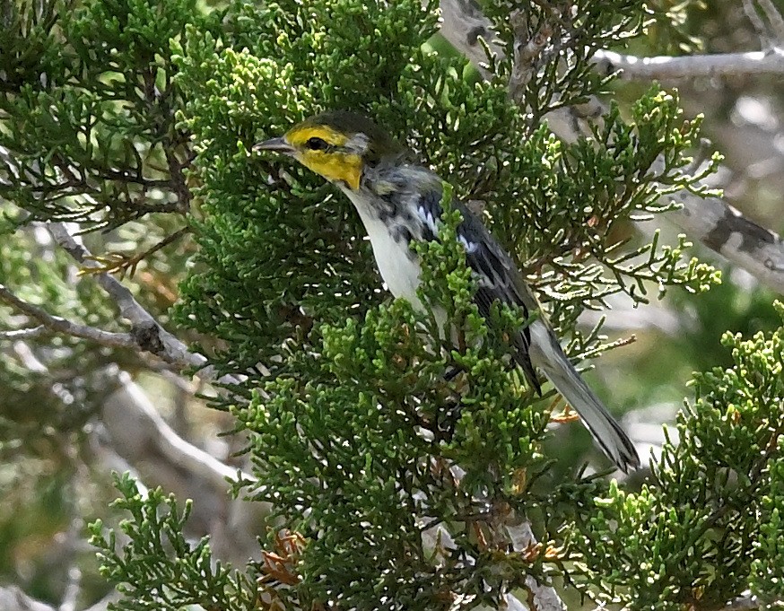 Golden-cheeked Warbler - ML620548788