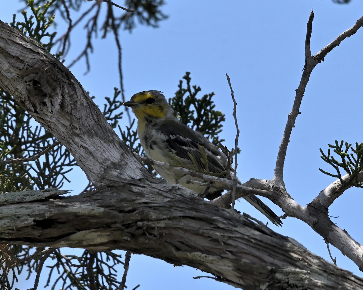 Golden-cheeked Warbler - ML620548790