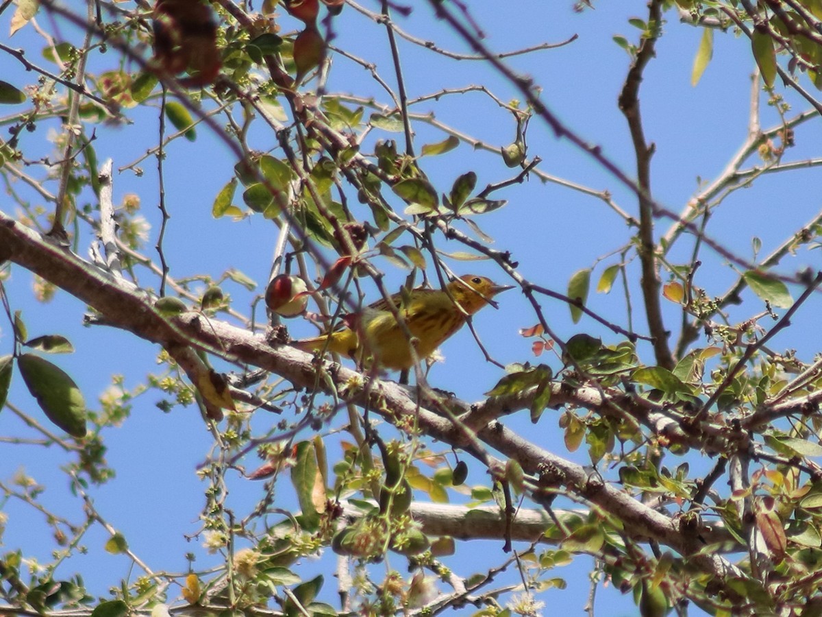 סבכון צהוב - ML620548800