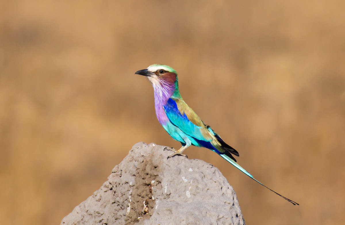 Lilac-breasted Roller - ML620548804