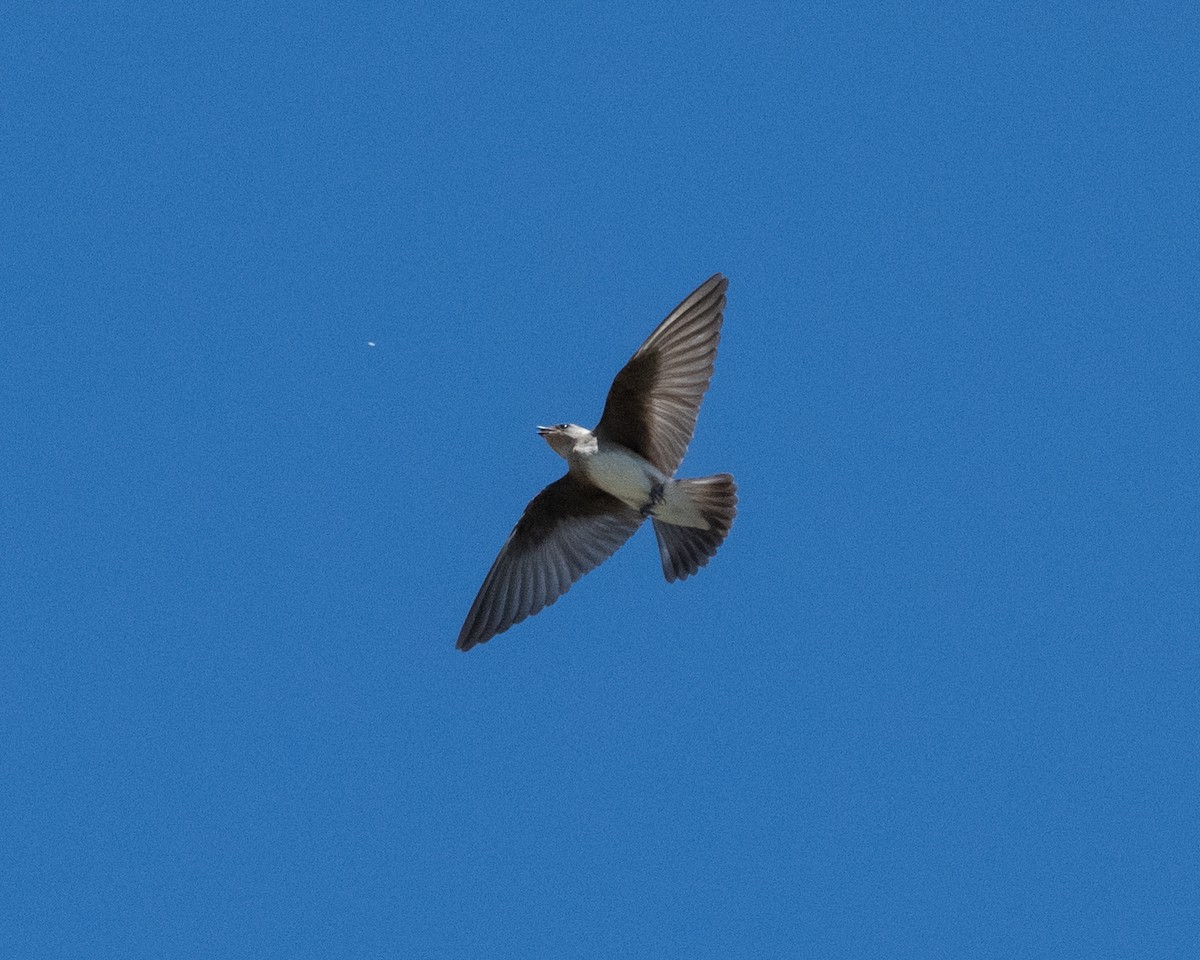 Northern Rough-winged Swallow - ML620548810